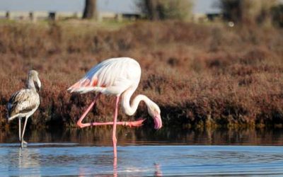 Flamands roses